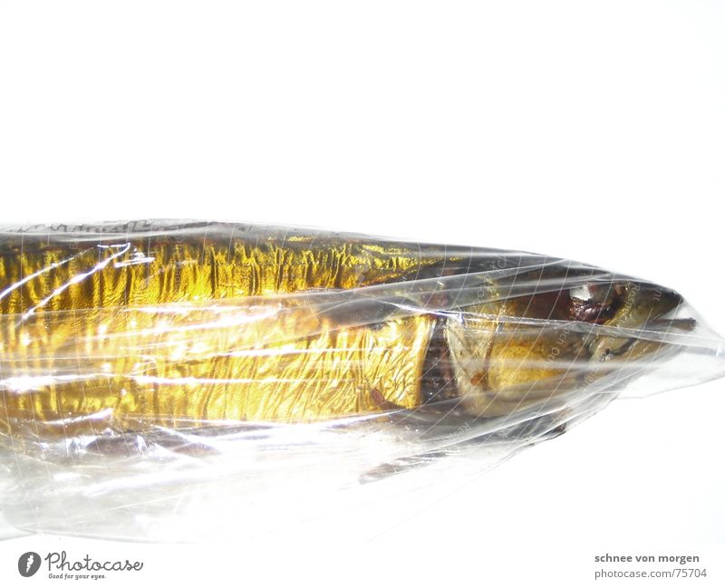 no water Mackerel Death Ocean Past Gill Yellow Glittering Empty Food Nutrition Nature Environment fish Water sea Eyes Gold Calm Line Skin Muzzle Mouth Smoked