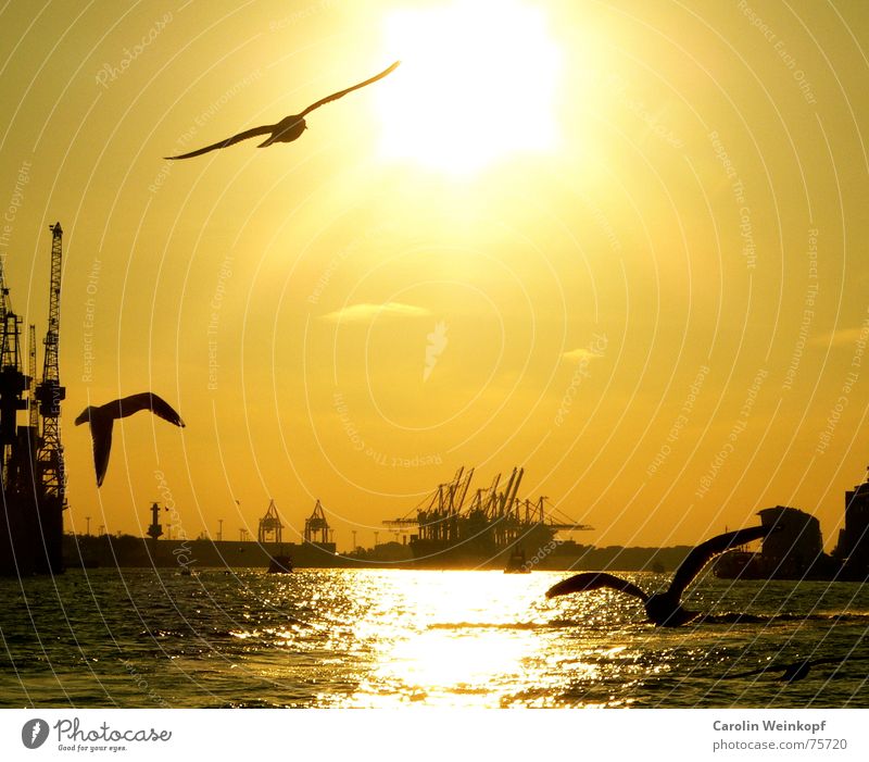 In Hamburg, I've been there... Seagull 3 Crane Waves Clouds Sunset Silhouette Beautiful Moody Grief Goodbye Ferry Jetty Harbour Water Elbe Dusk Shadow Evening