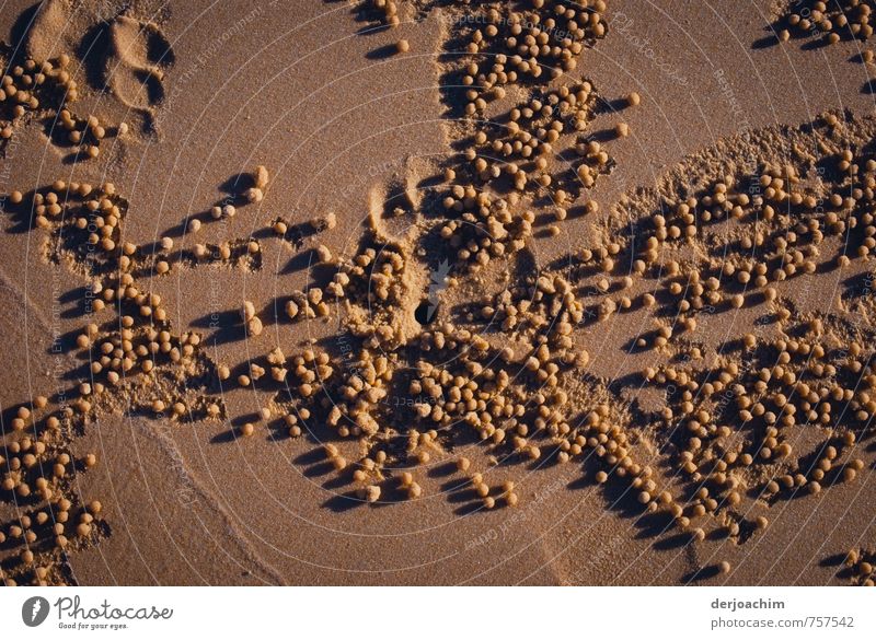 "sandbubbler "Seopimera: Small crabs form these sand balls on the beach of Rainbow Beach - Queensland - Australia - In English: "Sand ball crab" within 5 seconds a ball is formed and they get their food from the sand.  Bi