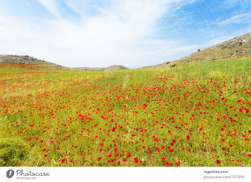POPPY MEADOWS FROM PREVELI Crete Greece Preveli Flower meadow sea of blossoms Poppy Nature Vacation & Travel Travel photography Idyll Card Sunbeam Summer