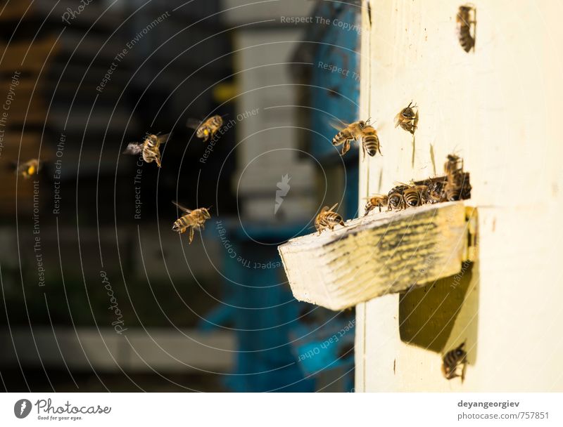 Bees entering the hiv Summer Work and employment Environment Nature Animal Flock Natural Blue hive Apiary Bee-keeping apiculture honey Insect honeycomb entrance