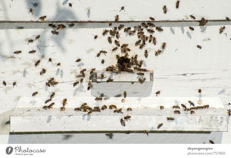 Bees entering the hive Summer Work and employment Environment Nature Animal Flock Natural Blue Apiary Bee-keeping apiculture honey Insect honeycomb entrance