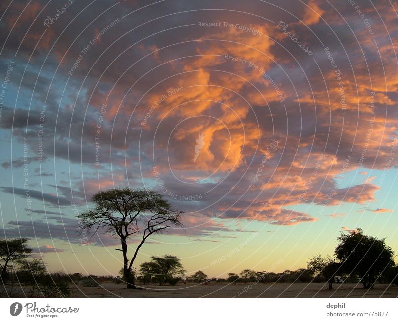 burning sky Twilight Sunset Clouds Steppe Tree Africa Namibia Etosha pan Vacation & Travel South Evening Sky Landscape
