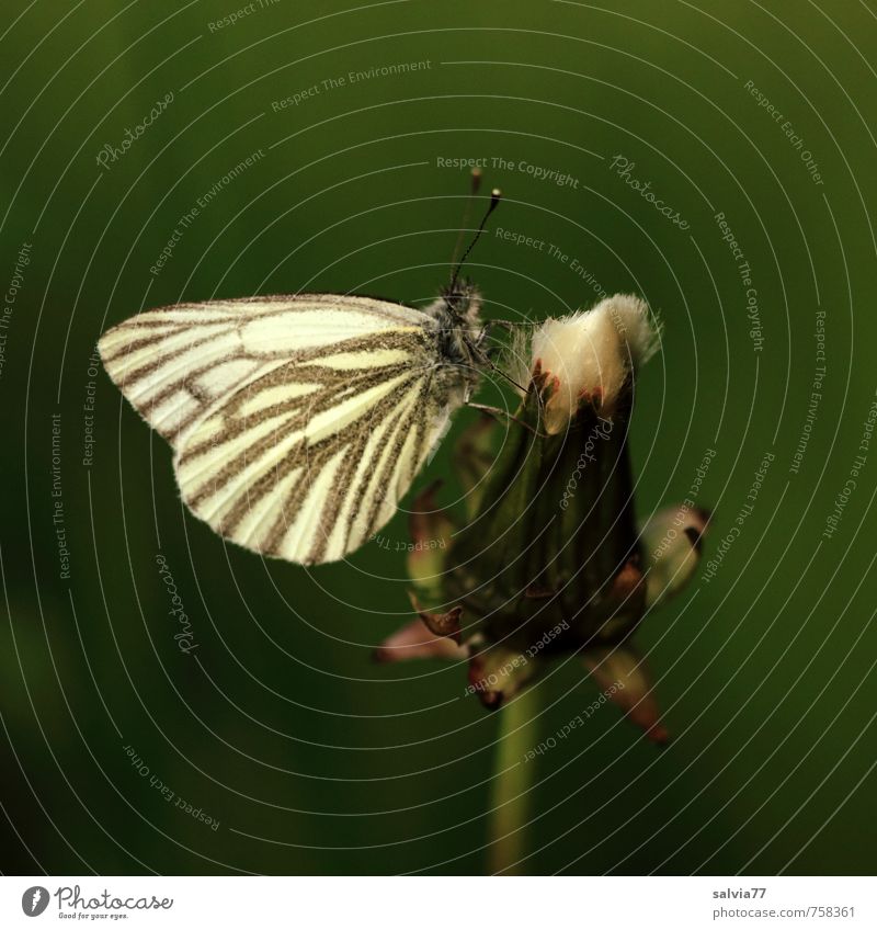 When's the sun coming? Relaxation Calm Nature Plant Animal Spring Summer Bad weather Blossom Wild plant Wild animal Butterfly 1 Faded Natural Green White Moody