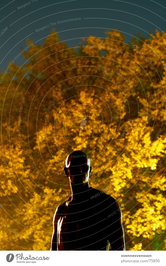 A little man stands quietly and mutely in the forest... Sculpture Man Masculine Light Tree Leaf Autumn Museum island Night Night shot Berlin Gold Silhouette