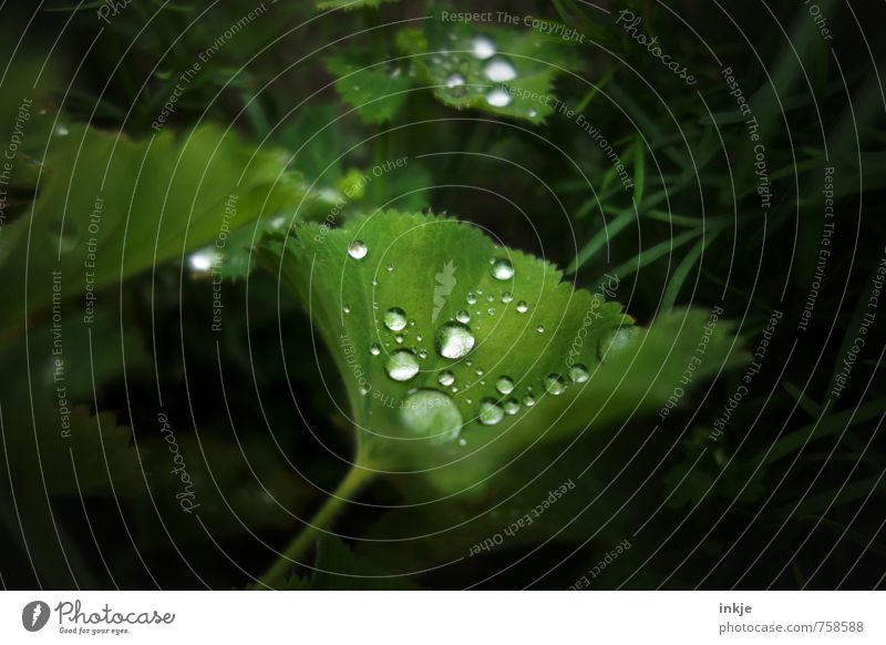 At night in the moonlight lay on a leaf ... Nature Water Drops of water Spring Summer Weather Beautiful weather Rain Leaf Foliage plant Alchemilla vulgaris