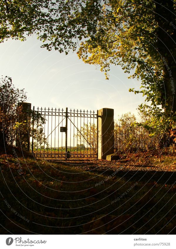 Looking back Gate Cemetery Calm Infinity Rest Death Worm's-eye view Back-light Wrought iron Wrought ironwork Pole Autumn Moody Grief Forget Memory Paradise