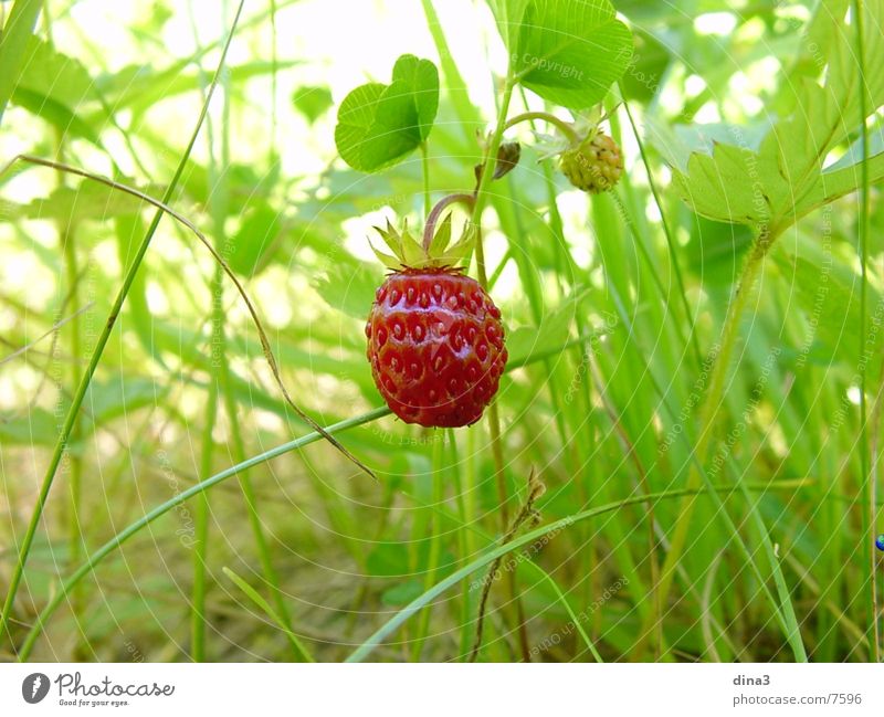 strawberry Small Strawberry Wild animal Nature