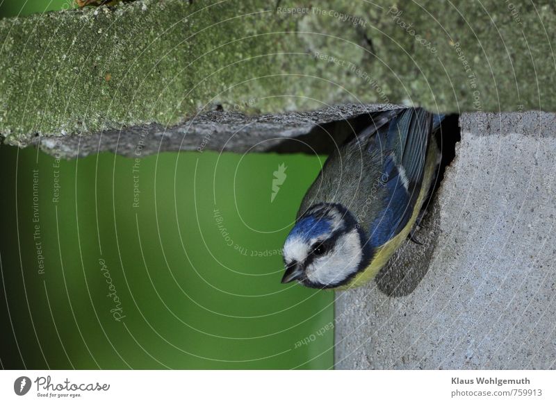 Blue tit leaves the nest box Environment Nature Animal Spring Beautiful weather Garden Park Forest Wild animal Bird Tit mouse 1 Flying Feeding Yellow Gray Green