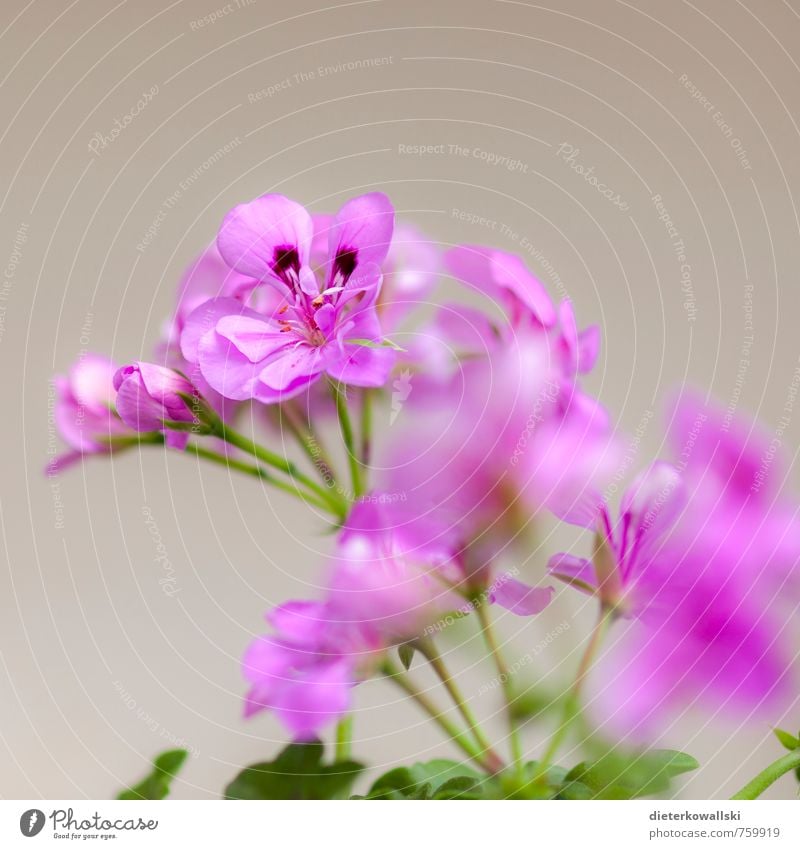 flower Nature Plant Flower Leaf Blossom Pot plant Beautiful Green Pink White Colour photo Exterior shot Day Shallow depth of field