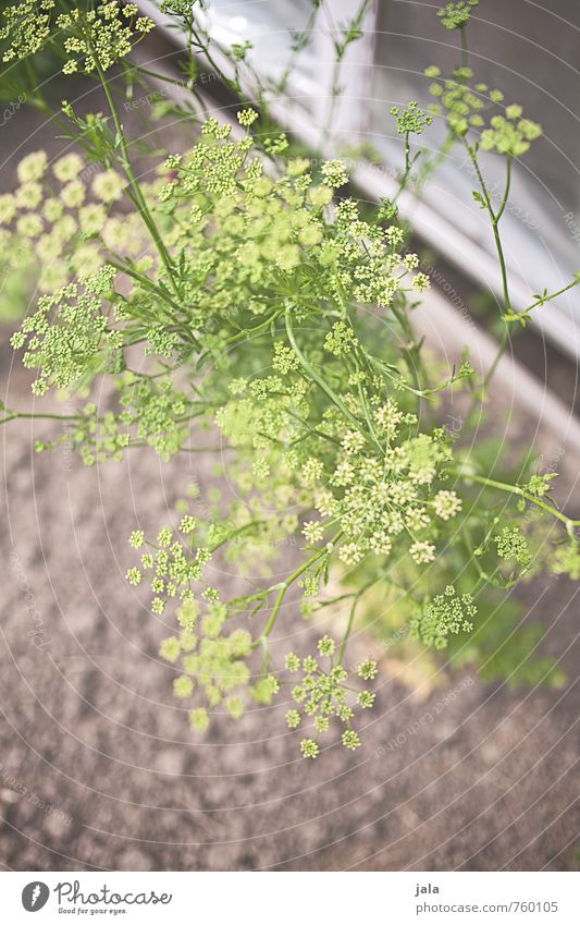 dill Environment Nature Plant Blossom Foliage plant Agricultural crop Dill Dill blossom Garden Esthetic Friendliness Fresh Healthy Delicious Colour photo