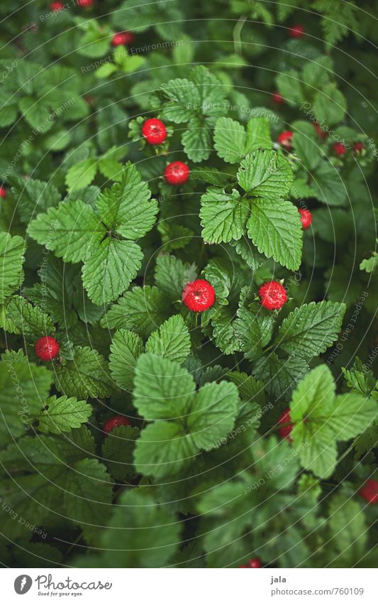 wild berries Food Fruit Environment Nature Plant Agricultural crop Wild plant Wild strawberry Forest Beautiful Delicious Natural Sweet Green Red Colour photo