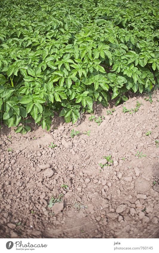 bed of potatoes Environment Nature Plant Leaf Foliage plant Agricultural crop Potatoes Field Fresh Healthy Delicious Natural Colour photo Exterior shot Deserted