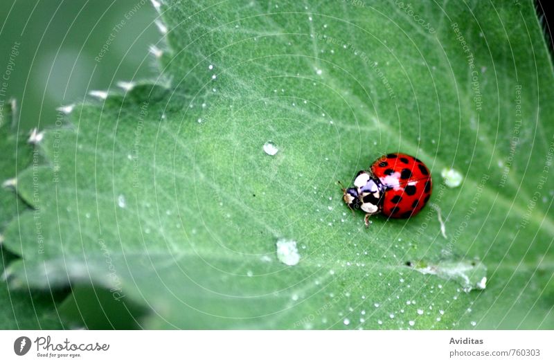 Ladybird on the way Environment Nature Plant Animal Drops of water Summer Climate Climate change Bad weather Rain Thunder and lightning Leaf Garden Park Meadow