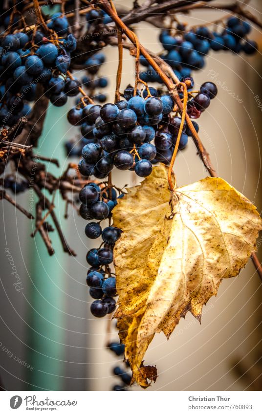 grape Environment Autumn Beautiful weather Leaf Bunch of grapes Faded Esthetic Glittering Round Juicy Sweet Blue Brown Gold Moody Joie de vivre (Vitality)