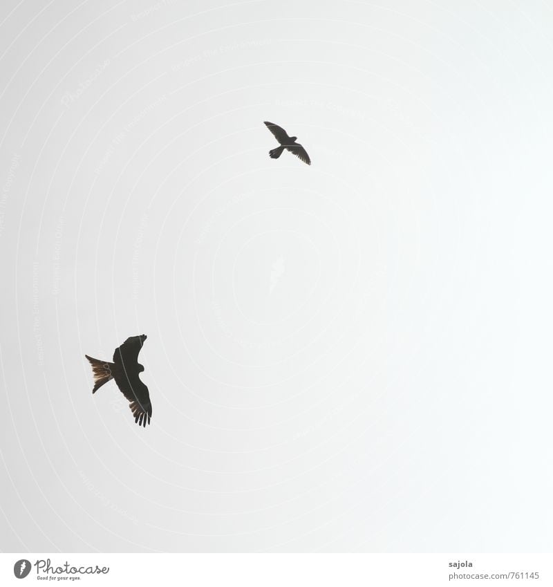duel Animal Sky Sky only Cloudless sky Sunlight Wild animal Bird Red kite Kestrel Crested Harrier 2 Flying Fight Duel District vindicate Freedom Observe