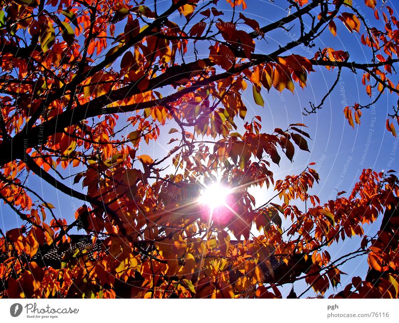 front yard Autumn Leaf Fruit trees Brown Sun Sky Upward Blue