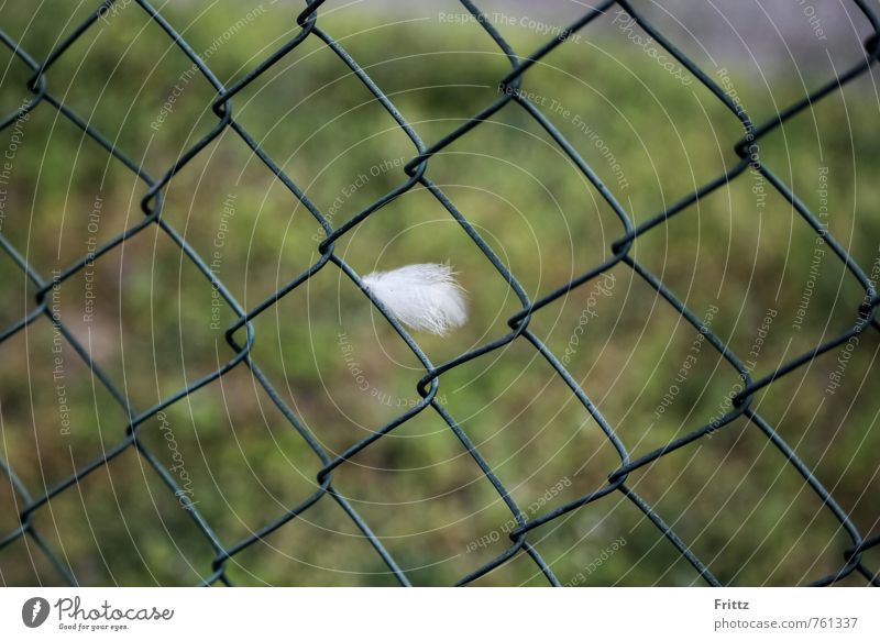 ... with a strange pen ... Fence Wire netting fence Wire fence Wire mesh Wiry Metal Green White Feather white feather Colour photo Exterior shot Day
