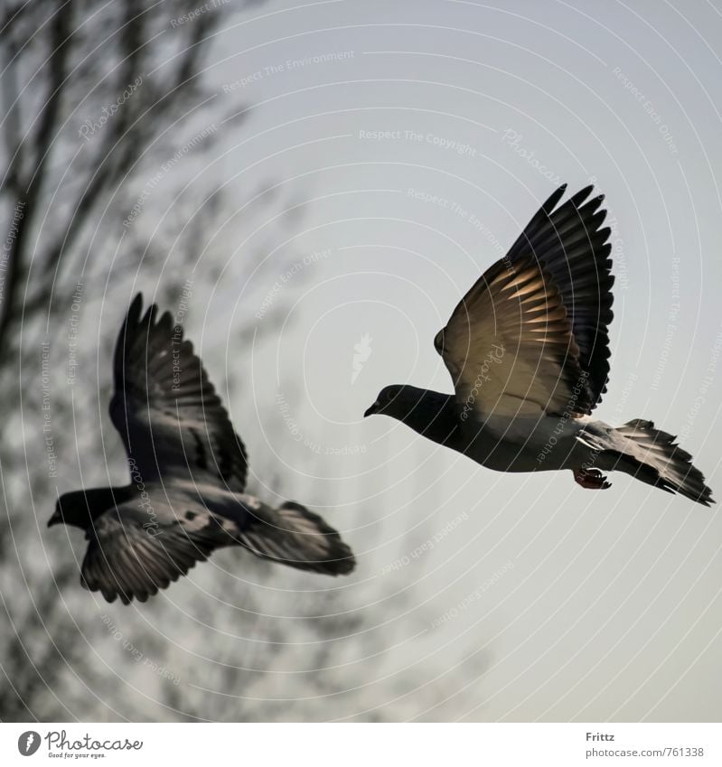 Columba livia forma domestica Nature Animal Bird Pigeon Wing columbidae columbiformes jaw mouths gnathostomas city dove 2 Flying Gray two flying pigeons