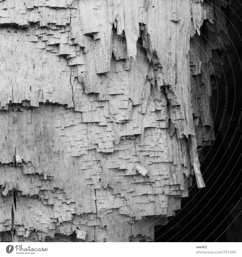 woodcut Nature Elements Plant Tree trunk Wood Sharp-edged Firm Near Natural Point Black & white photo Exterior shot Close-up Detail Abstract Pattern