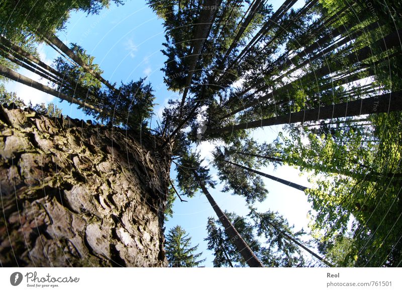 squirrel perspective Environment Nature Landscape Elements Earth Air Sunlight Spring Summer Weather Beautiful weather Tree Foliage plant Wild plant