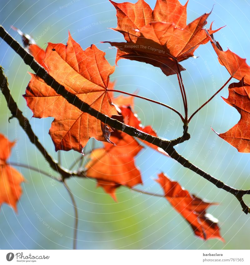 natural wind chimes Nature Plant Sky Sunlight Spring Summer Beautiful weather Tree Leaf Maple tree Illuminate Fresh Bright Orange Moody Joy Happiness