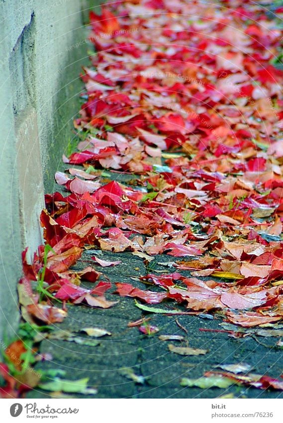 always along the wall! Rose leaves Downward Leaf Wall (building) House (Residential Structure) Red Carpet Autumn Autumn leaves Multicoloured Whim Wall (barrier)