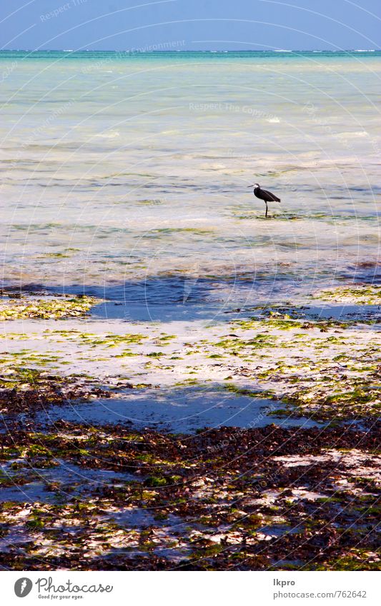 coast bird Beautiful Relaxation Vacation & Travel Trip Freedom Summer Ocean Island Waves Nature Animal Sand Clouds Coast Sailboat Bird Dirty Bright Wild Patient