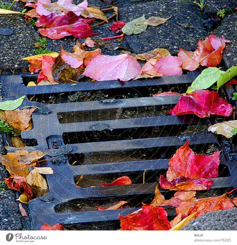 how deep can you actually fall? Effluent Downward Gully Autumn Leaf Moody Rotation Tree Cobblestones Multicoloured October November Impression Month Year