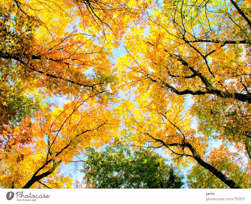 Colourful sky Automn wood Autumn leaves Leaf Tree Forest Multicoloured Large Nature Sky jarts