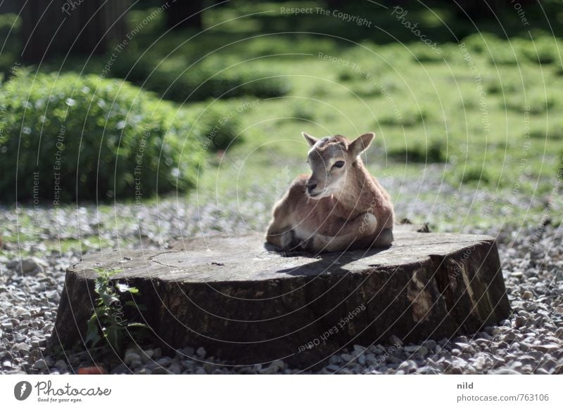 AWWWWW Environment Nature Plant Animal Spring Summer Beautiful weather Wild animal Zoo Petting zoo European Mouflon 1 Baby animal Observe Discover Cuddly Small