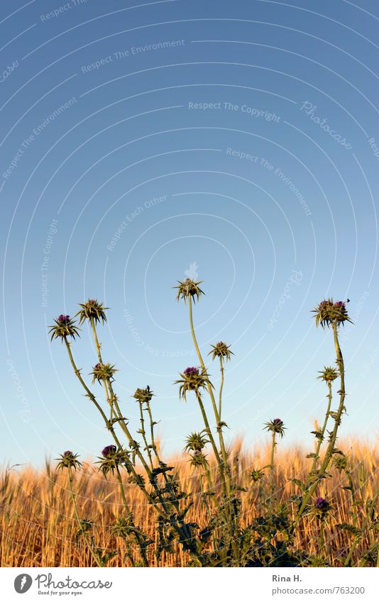 Diesteln Agriculture Forestry Nature Landscape Plant Cloudless sky Horizon Spring Summer Field Blossoming Growth Natural Grain field thistle Colour photo