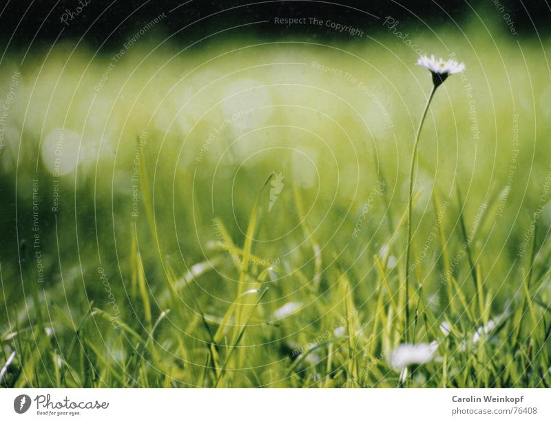 daisies Daisy Meadow Green Juicy Summer Grass Blade of grass Blossom Leaf Blur Stalk Tall Physics Park 2004 August Warmth Garden