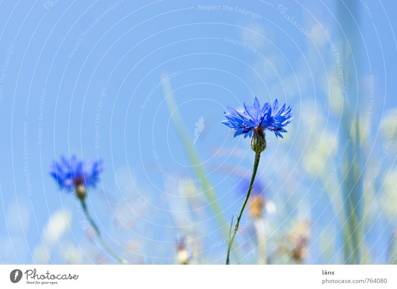 cornflower blue Herbs and spices Environment Nature Landscape Sky Cloudless sky Summer Plant Grass Cornflower Meadow Field Blossoming Stand Growth Blue