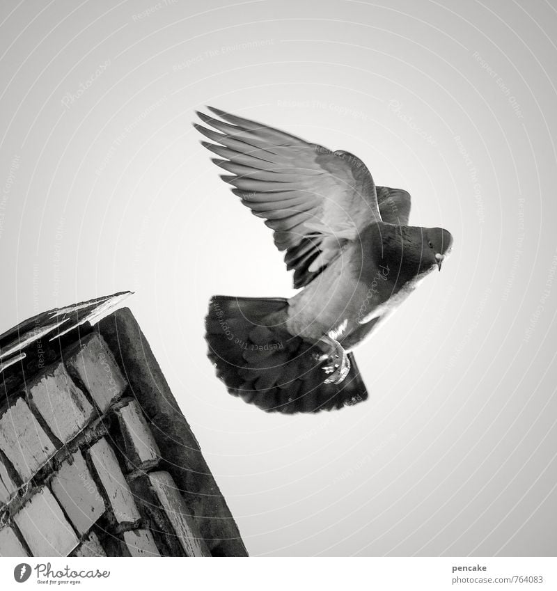 angelo Nature Elements Sky Animal Bird 1 Sign Flying Pigeon Wing Angel Roof ridge Old town Black & white photo Exterior shot Close-up Worm's-eye view