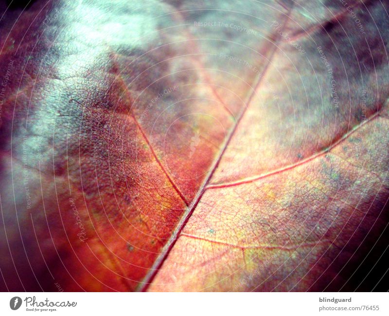 Autumn fashion .:!!!:. Leaf Vessel Red Death Bump Physics Fine Dry Limp Branchage Maple tree Yellow Green Hollow Sun Warmth Wind fallen Dried Washed out