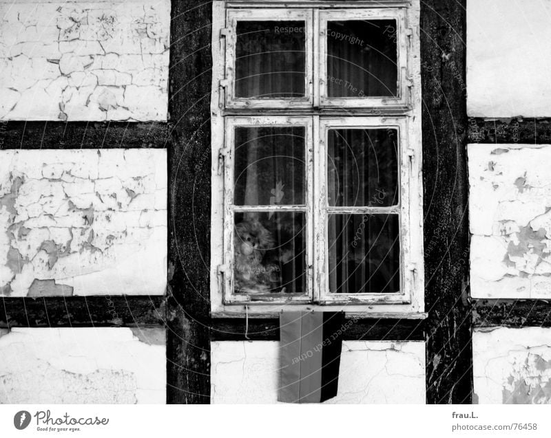 little monkey Half-timbered facade Half-timbered house Monkeys Cuddly toy Run-down Lattice window Window Forget Flake off Village Lower Saxony
