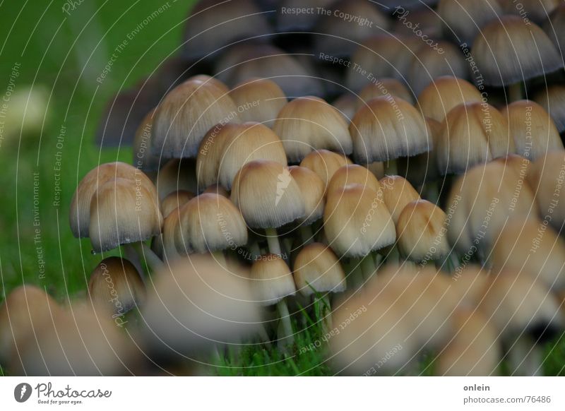 Well protected Autumn Grass Mushroom Garden Lawn Multiple beetle perspective