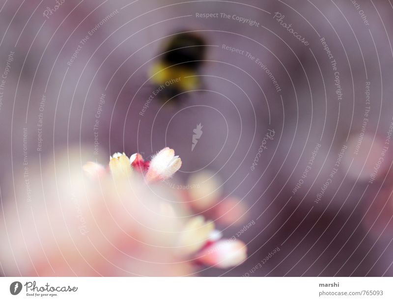 departure Nature Plant Animal Flower Bee 1 Emotions Bumble bee Airplane takeoff Blossom Shallow depth of field Fly Garden Violet Colour photo Exterior shot