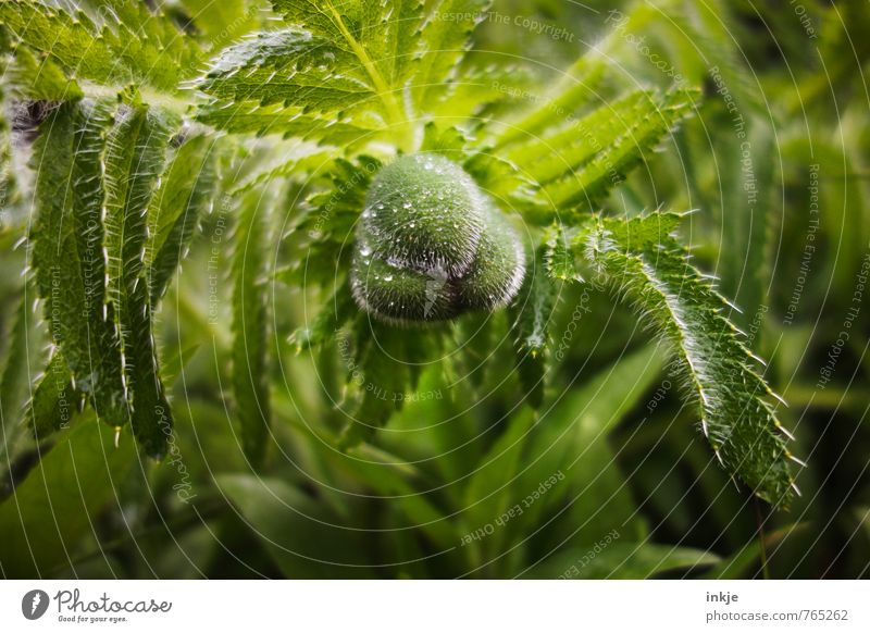 poppy Nature Water Drops of water Spring Summer Climate Beautiful weather Rain Flower Leaf Blossom Bud Poppy leaf Poppy blossom Garden Park Hang Growth Fresh