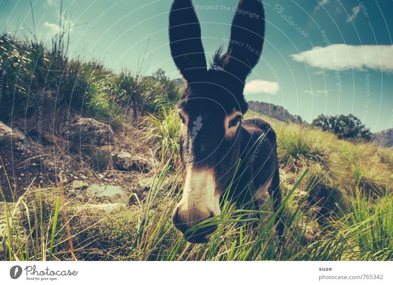 I moag donkey - I aaa Leisure and hobbies Vacation & Travel Summer Environment Nature Landscape Animal Sky Clouds Warmth Meadow Rock Pet Farm animal