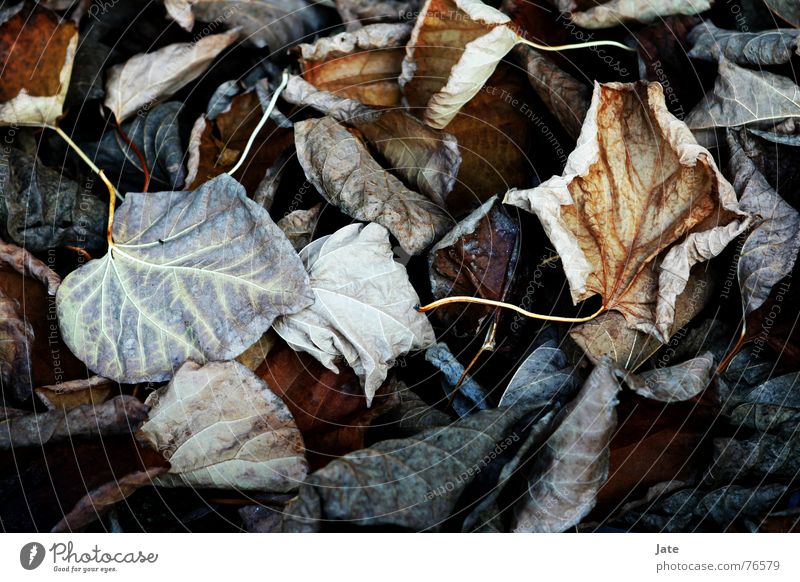*** Leaf Autumn Near Multicoloured End leaves Bright Macro (Extreme close-up)