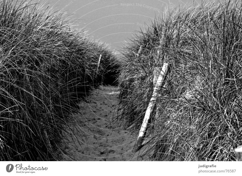 And behind it is the sea. Lake Ocean Beach Grass Wood Black Vacation & Travel Western Beach fischand-darß-zingst Baltic Sea Beach dune Lanes & trails Border