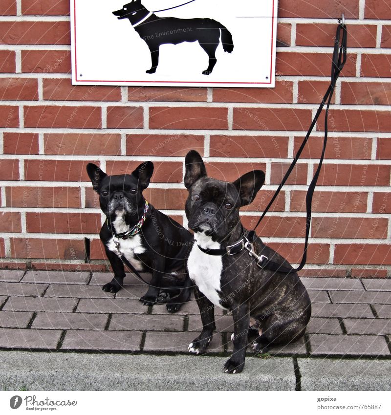 No boobs! Wall (barrier) Wall (building) Animal Pet Dog Pug 2 Stone Sign Signs and labeling Signage Warning sign Crouch Sit Wait Together Moody Cool (slang)