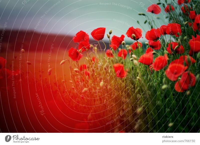 poppy.summer.dreams Environment Nature Landscape Plant Spring Summer Beautiful weather Flower Poppy Poppy field Field Blossoming Illuminate Happiness Fresh