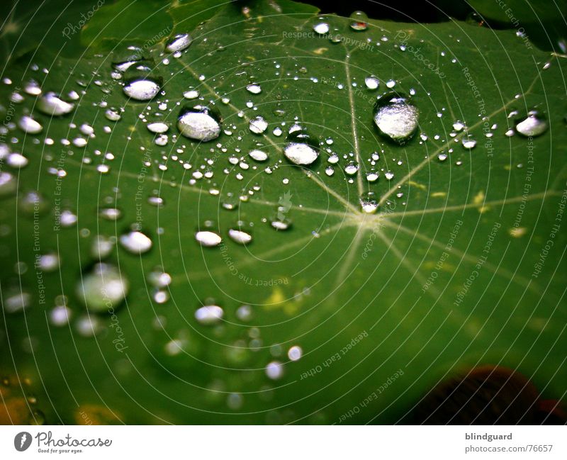 Galaxy Of Tears Leaf Green Macro (Extreme close-up) Wet Fresh Light Glittering Near Rain Drops of water drop Reflection Star (Symbol) Water Life Garden Line