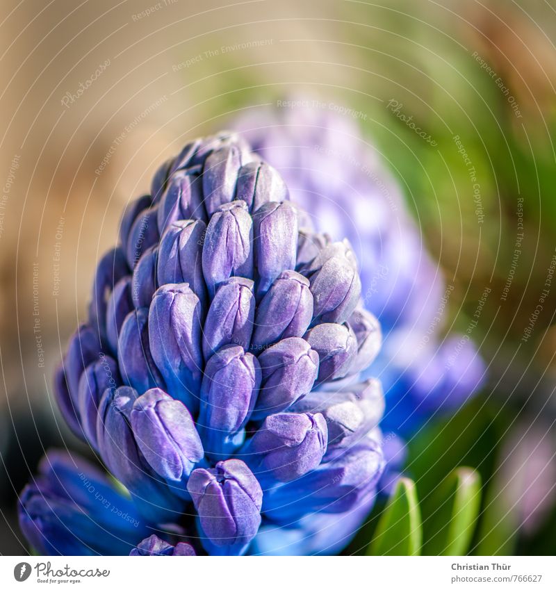 hyacinths Nature Spring Beautiful weather Leaf Blossom Pot plant Hyacinthus Blossoming Esthetic Fantastic Blue Gray Green Warm-heartedness Contentment Elegant
