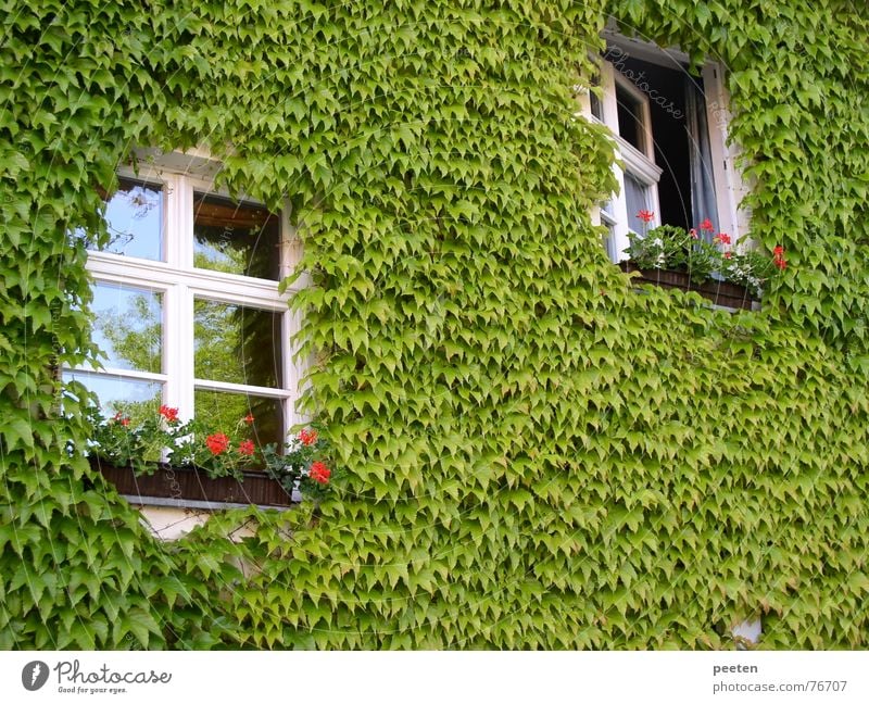 Window in the green Neuruppin Green Leaf Closed Building Narrow Quality of life Ecological Exterior shot Open Prussia fontane Plant Freedom Architecture