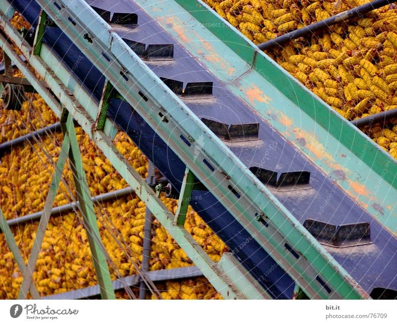 RAMPE free Corn cob Conveyor belt Maximum