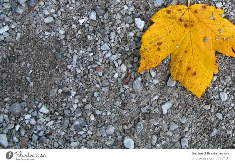 Demo against grey Leaf Autumn Yellow Winter Gray Individual Loneliness Floor covering Orange Stone To fall Lie Calm Gravel